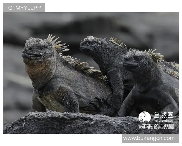 哥期拉与视频对决的精彩瞬间揭示了怪兽文化的魅力与影响力